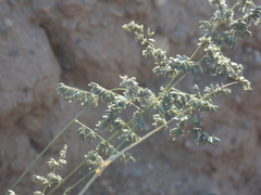 Eragrostis echinochloidea