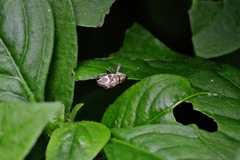 Parapantomorus fluctuosus