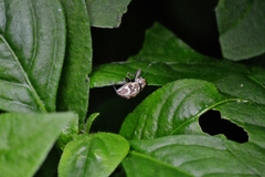 Parapantomorus fluctuosus