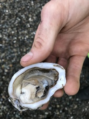 Crassostreinae