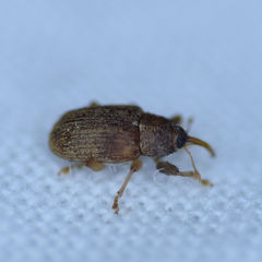 Lignyodes