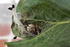 Latrodectus geometricus