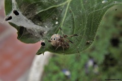 Latrodectus geometricus