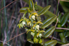 Epidendrum ulei
