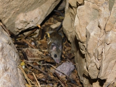 Peromyscus boylii