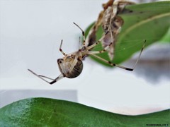 Latrodectus geometricus