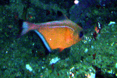 Pempheris vanicolensis