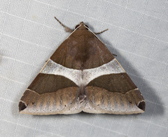 Poaphilini