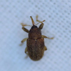 Lignyodes