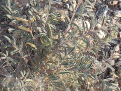 Astragalus allochrous