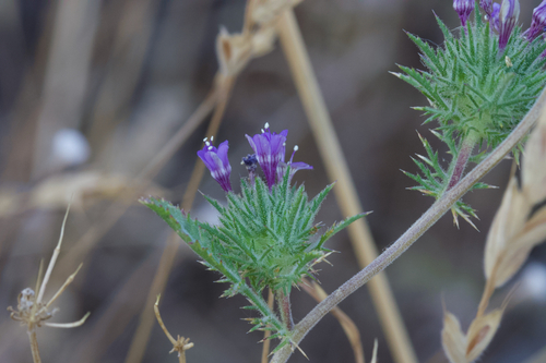 Image of Navarretia pubescens by (c) Arvel Hernandez, some rights reserved (CC BY)