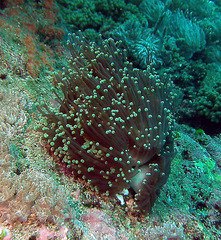 Euphyllia glabrescens