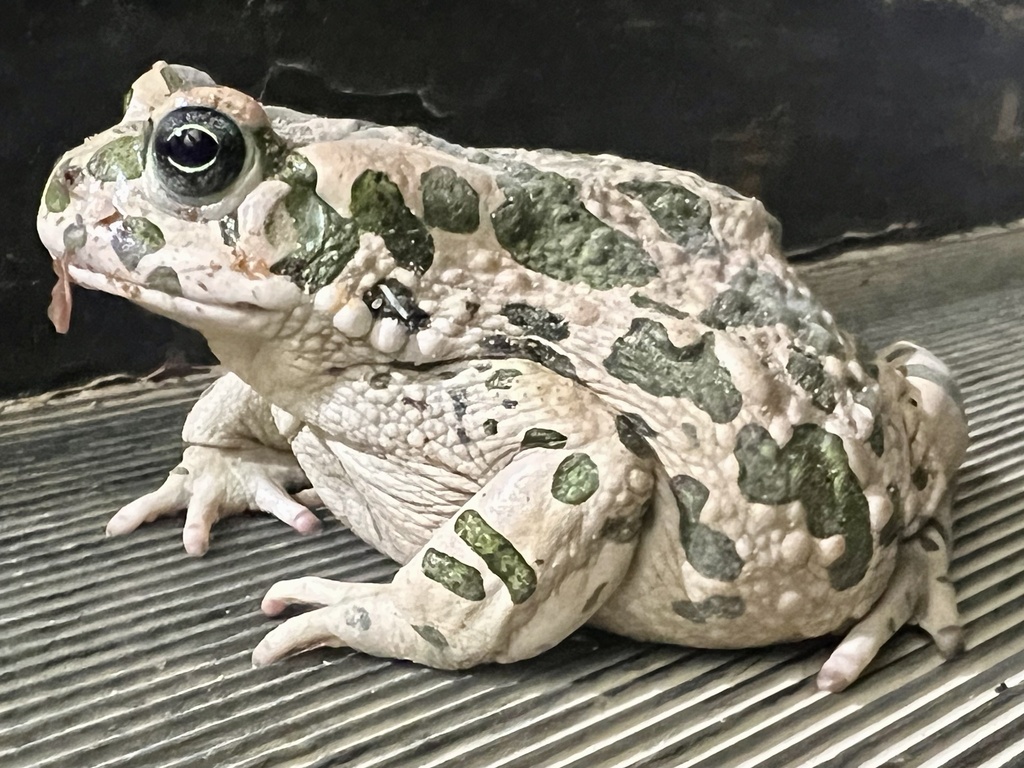 Variable toad from prince hassan air base mafraq jo on june 6 2023