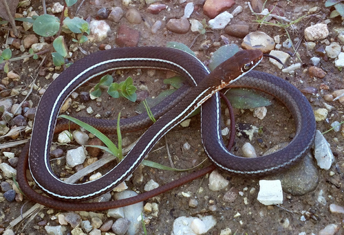 Schott's Whipsnake