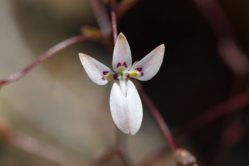 Mountain Threadplant (Nemacladus montanus)