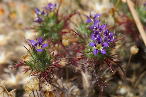 Image of Navarretia jepsonii by (c) Arvel Hernandez, some rights reserved (CC BY)