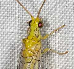 Calochrysa extranea