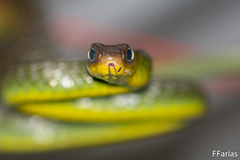 Chironius multiventris