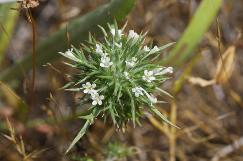 Image of Navarretia paradoxinota by (c) Arvel Hernandez, some rights reserved (CC BY)