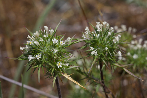 Image of Navarretia paradoxinota by (c) Arvel Hernandez, some rights reserved (CC BY)