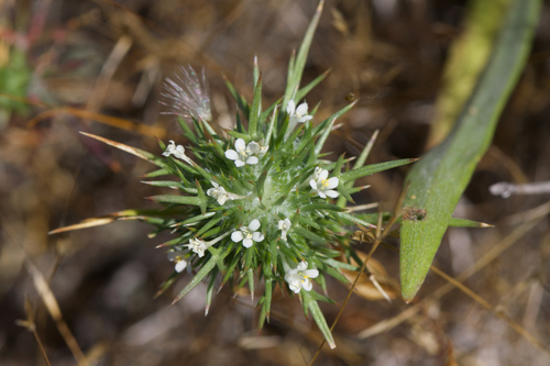 Image of Navarretia paradoxinota by (c) Arvel Hernandez, some rights reserved (CC BY)