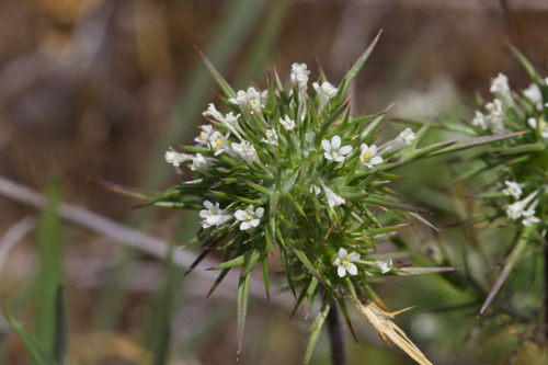 Image of Navarretia paradoxinota by (c) Arvel Hernandez, some rights reserved (CC BY)