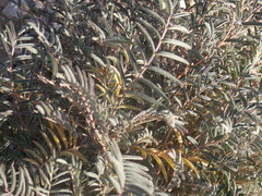 Astragalus allochrous