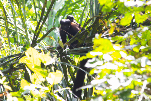 Red-backed Bearded Saki