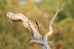 Melanerpes chrysauchen