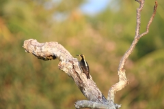 Melanerpes chrysauchen