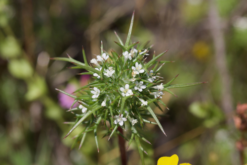 Image of Navarretia paradoxinota by (c) Arvel Hernandez, some rights reserved (CC BY)