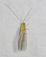 Calochrysa extranea