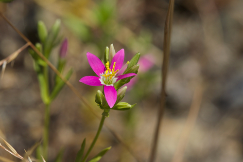Image of Zeltnera trichantha by (c) Arvel Hernandez, some rights reserved (CC BY)