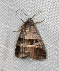 Ozarba punctigera
