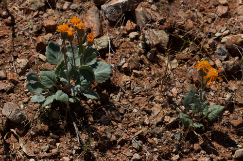 Image of Packera greenei by (c) Arvel Hernandez, some rights reserved (CC BY)