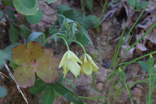 Diogenes' lantern (Calochortus amabilis)