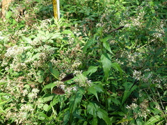 Euploea tulliolus koxinga