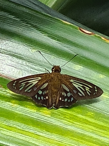 Dark Ghost-Skipper