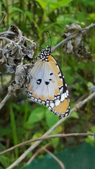 Danaus chrysippus chrysippus