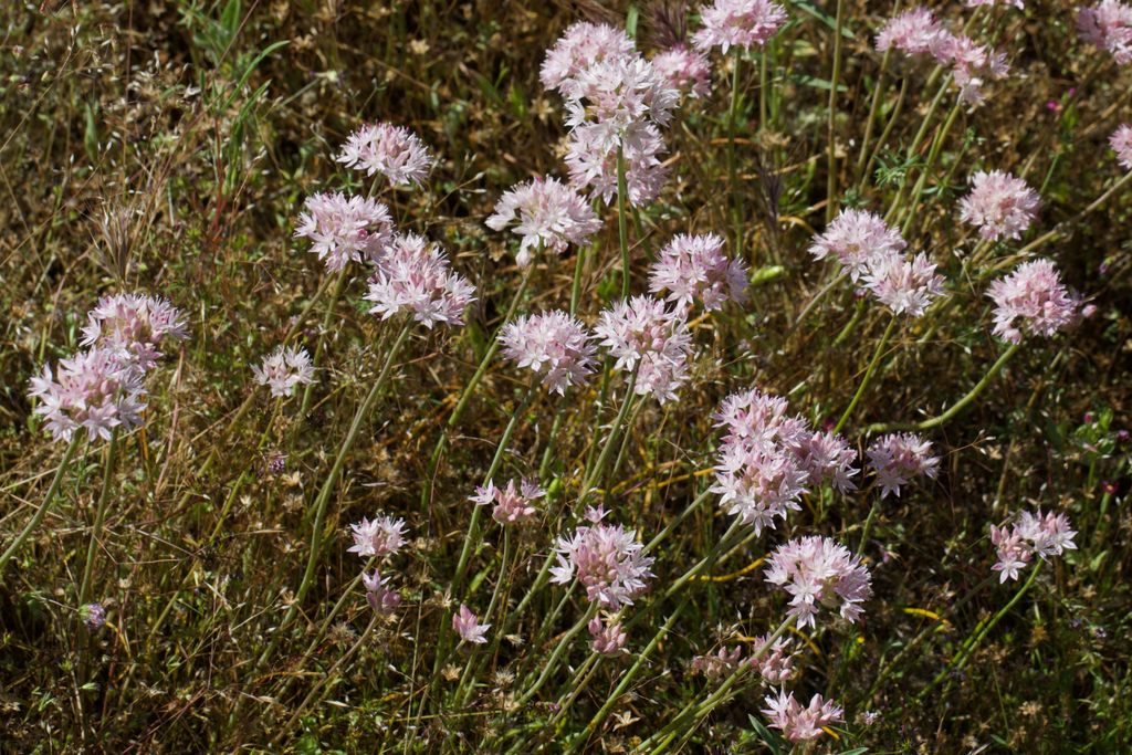Narrowleaf onion (Allium amplectens)