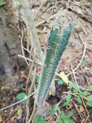Acanthocereus oaxacensis
