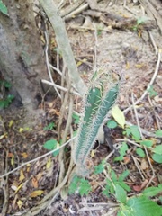 Acanthocereus oaxacensis