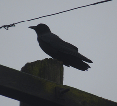Corvus brachyrhynchos