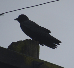 Corvus brachyrhynchos