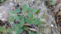 Peperomia liebmannii