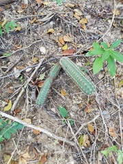 Acanthocereus oaxacensis