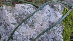 Selenicereus spinulosus