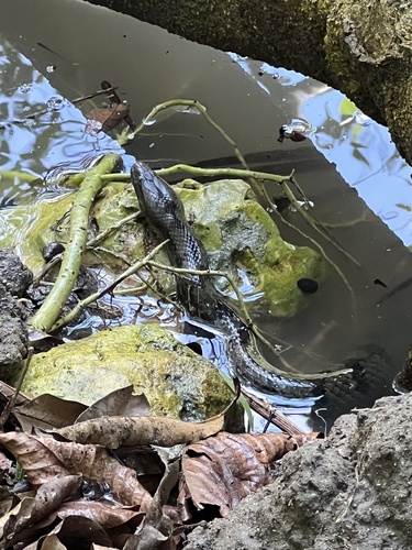 Caribbean Water Snake