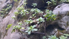 Sedum palmeri
