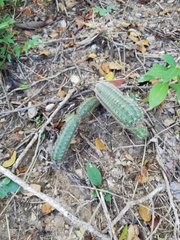Acanthocereus oaxacensis